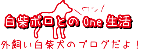 白柴ポロとのOne生活